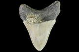 Fossil Megalodon Tooth - North Carolina #108902-2